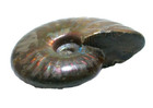 1 1 2 Inch Rainbow Irridescent Opalized Flash Ammonite Fossil Gem Ebs6523 61025