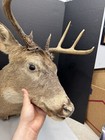 Whitetail Deer Buck Shoulder Mount 8 Points Antlers Ready To Hang