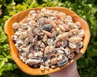 1 4 Lb Small Assorted Seashell Mix - Bulk Natural Sea Shells For Crafts   Decor