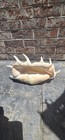 Lg Scorpion Lambis Spider Conch Natural Seashell Rare Real Beach Home 12  Read