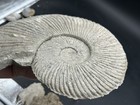 Gorgeous 10 5    Dino-aged Texas Fossil Ammonite  Oxytropidoceras Sp  Mustang Crk
