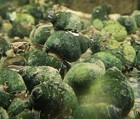 6 Large Japanese Trapdoor Snails Live Freshwater Aquarium Pond Koi Fish Cleaner