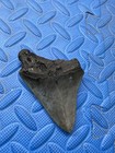 3 6 Inch Megalodon Shark Tooth Fossil From Sc