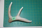 Large Branched Deer Antler Dog Chew  41   Bone Chews Deer Elk Treats Deer 1102