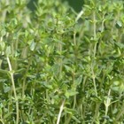 Thyme Seeds  Thymus Vulgaris  Heirloom  Non-gmo  Medicinal  Herb  Free Shipping