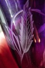 Antique Bohemian Amethyst Art Glass Cordial Intaglio Cut Clear Foot 