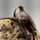 Golofa Claviger Rhinoceros Beetle Mounted Real Insect Taxidermy Entomology