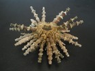 Monster   plococidaris Verticillata  82 9mm philippine Sea Urchin