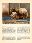 1942 Antique Pekingese Print Edwin Megargee Pekingese Illustration 5511r
