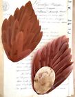 Fantastic Special Sale  3 Vintage antique Rust brown Feather Pads Millinery Trim