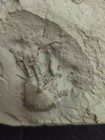 Rare Fossil Crinoid Arthroacantha Carpenteri Silica Shale Devonian Sylvania Ohio