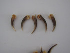 5 Badger Claws Taxider Jewelry Craft Projects Animal Bones Claws