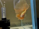 Premium Super Yellow Hm Betta Fish Live From Thailand     Bright Solid Color Male