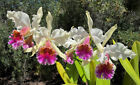 Cattleya Triumphans  4n  Large Seedling - Nb Size  Rare Orchid  Real Houseplant