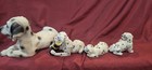 4 Dalmation Figurines Dog Puppy Large Shelf Sitters Home Decor Collector Owned
