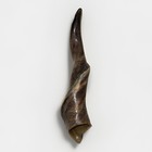Eland Horn Shofar Xl 18   -26    New Kosher Free Shipping From Usa