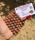 Lab Certified 7 Mukhi Rudraksha Rudraksh Mala Rosary 108 1 Bead Prayer Beads