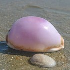 2 8in Natural Rare Sea Shell Pearl Conch White And Purple Shell Decoration
