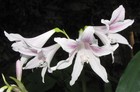 Eithea Blumenavium Miniature Amayllis Relative 5 Fresh Seeds