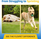 Hip   Joint Supplement For Dogs   Cats With Cetyl Myristoleate  Glucosamine  Col