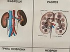 Vintage Medical Anatomy Poster Wall Board From 1970 s Free Postage