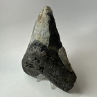 Megalodon Shark Tooth 5 72 Inch - Authentic - Large Fossil - Natural Rare 20266