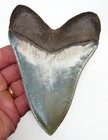 5 31    Megalodon Shark Tooth - Best Of The Best - Museum Grade - No Restorations