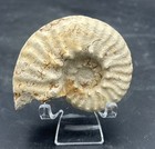 Ornate  Spiky 2 75    Cretaceous Mortoniceras Sp  Texas Fossil Ammonite  Ft Worth