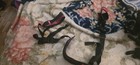 Assortment Of Restraints For Your Bdsm Lifestyle Enjoyment 