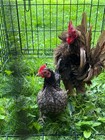 6  Fertile Serama Chicken Hatching Eggs - Frizzle 