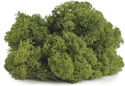 Supermoss  25155  Reindeer Moss Preserved  Basil  3 Pounds