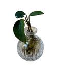 Vintage Clear Cut Glass Spherical Mini Bud Vase     Plant Propagation Bottle 2 5 