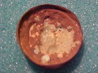 Civil War C s a  Confederate Staff Officers Full Size Coat Button Dug