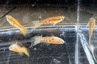 Ginga Rubra Guppies
