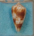 Conus Sphacelatus 23mm Deep Water Off Madan new Guinea