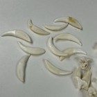 Lot Of 20 Real Coyote Fangs Molars Teeth Taxidermy Art Weird Odd Unqiue   2188
