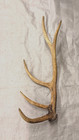 Real Stag Antler Shed Crafts Antlers Decor Rustic Cabin Wedding Display Prop