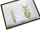 Real Walking Leaf Phyllium Insect Male female Taxidermy Display 3d Wooden Box
