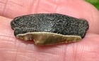 Megalodon Shark Tooth Fossil Rare Posterior St  John s River Duval Co  Florida