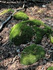Live Silver Moss     1 Quart     Soft Cushion Texture     Free Usps Shipping