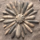 Fossil Sea Urchin Echinoid Plate Natural Specimen Display Collectible