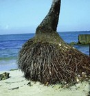 South Pacific Vtg Tiki Bar Wall Mask Wood Carved Coconut Palm Tree Hawaiian Root