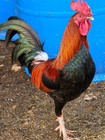 10 2 Game Fowl Hatching Eggs