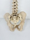 Vertebrae Human Spine And Pelvis Anatomical Model Science Medical