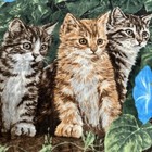 Kitten Cat Blanket Kittens In Nature Outside