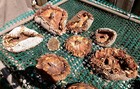 Dried Sunflower Heads  1 Pound  Lots Of Seeds For Crafting   Planting   Birds