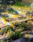 10 2 Orange Rili - Freshwater Neocaridina Aquarium Shrimp  100  Live Guarantee