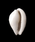 Cypraea  cribrarula  Exmouthensis Magnifica 27 5mm     Broome  W  Australia     Gem