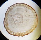 3 Antique Microscope  Slides   T s Of Banksia  Bignonia  Lily By Norman And F g 