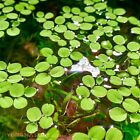 10  Salvinia Minima  water Spangles  Live Floating Aquarium Plants Easy Green